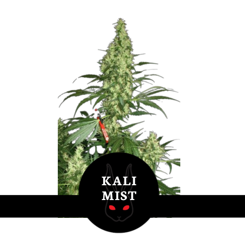Kali Mist