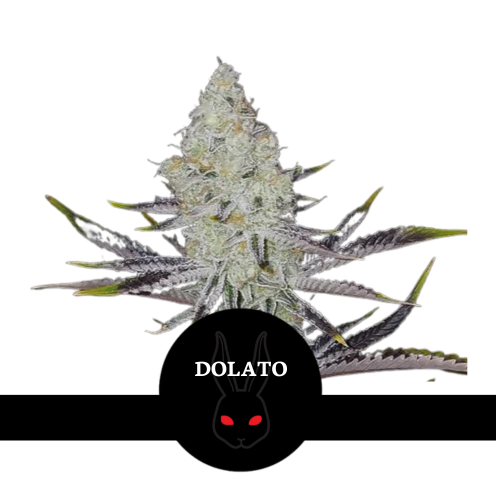 Dolato