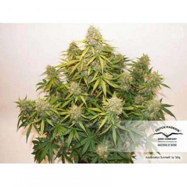 Auto Brooklyn Sunrise (Dutch Passion)