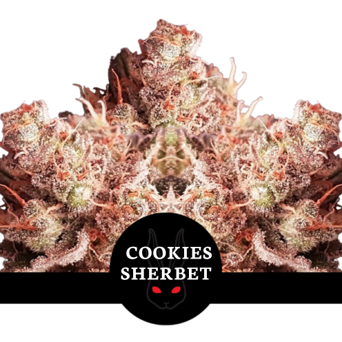 Cookies Sherbet