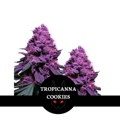 Tropicana Cookies
