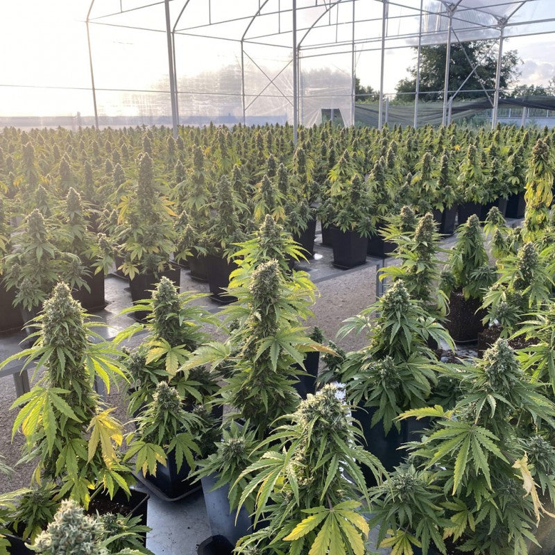 Auto CBD-Victory (Dutch Passion)