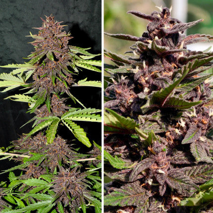 CBD Auto Blackberry Kush (Dutch Passion)