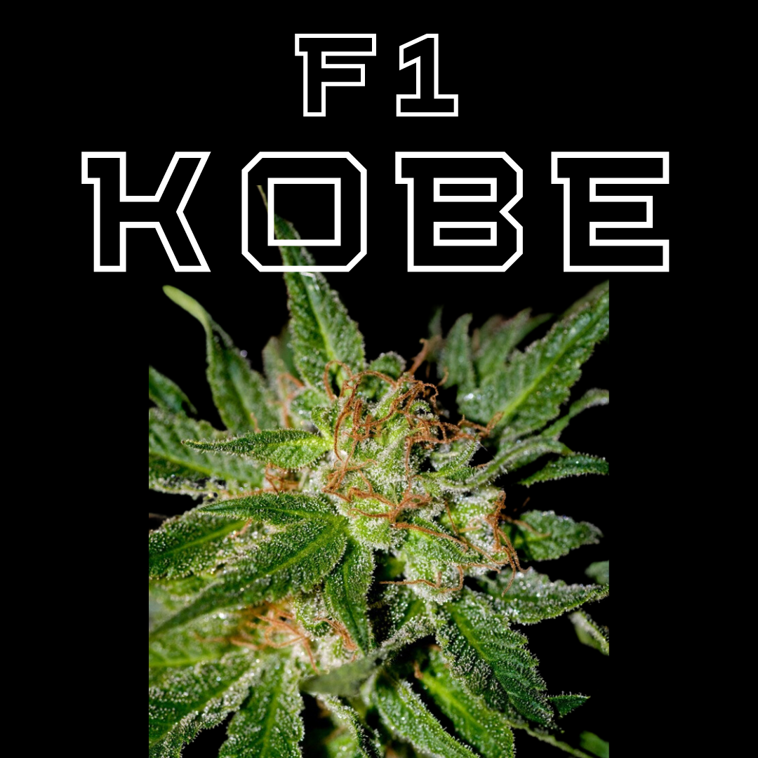 F1 KOBE OG x Orange 69